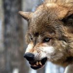 image-1765538554-1532687475_canavar