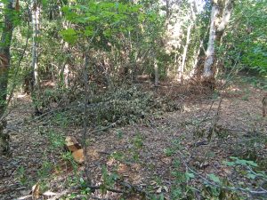 image-img-20260810-wa0121