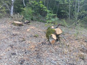 image-img-20260810-wa0129