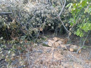 image-img-20260810-wa0130
