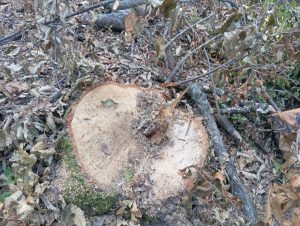 image-img-20260810-wa0131