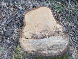 image-img-20260810-wa0133