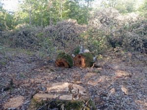 image-img-20260810-wa0135